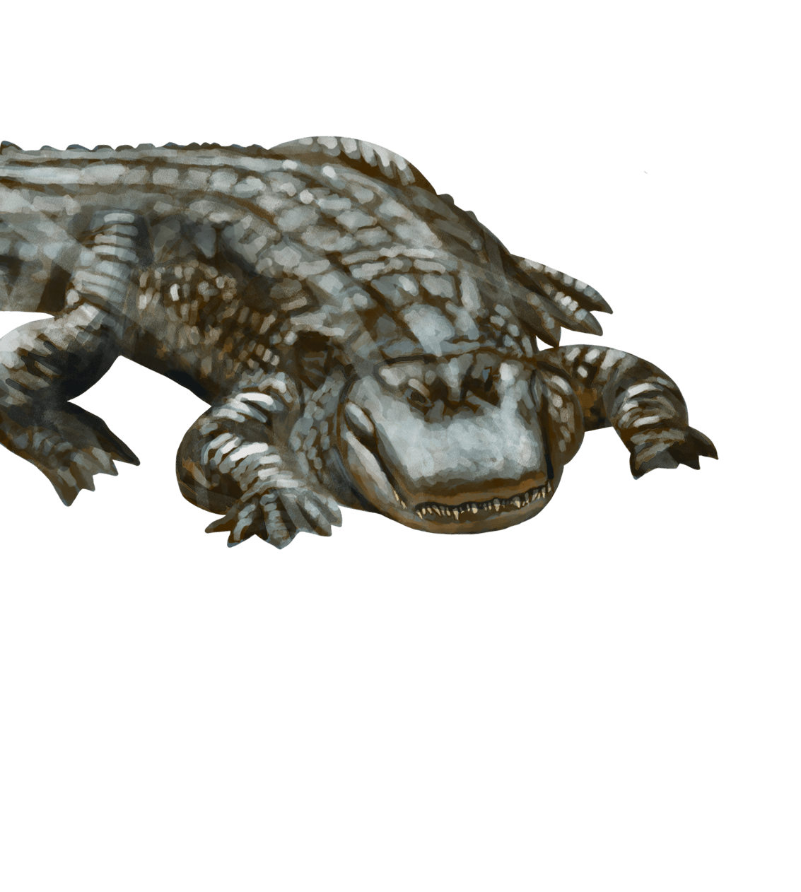 caimán