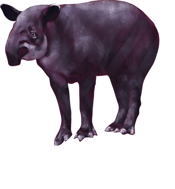 tapir