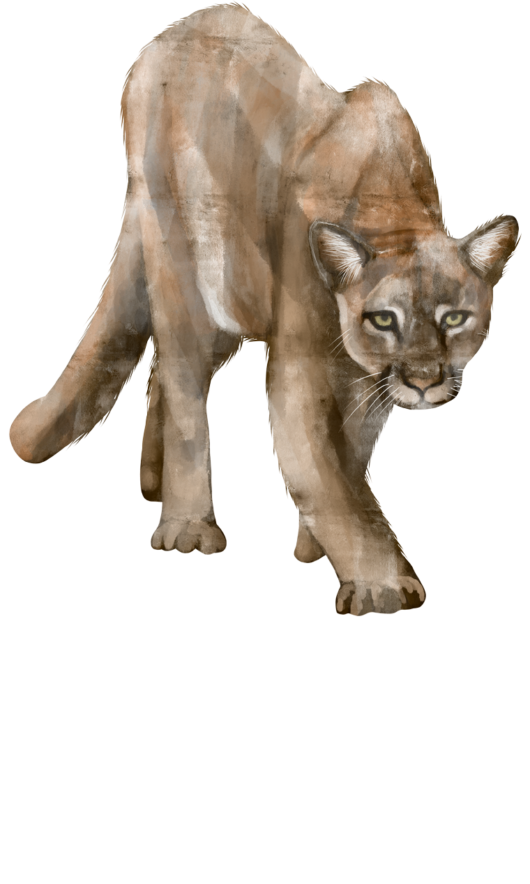 puma