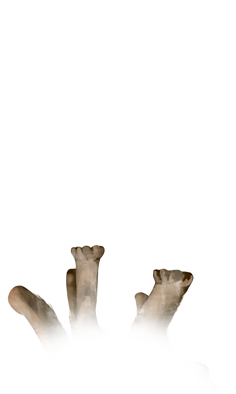 puma