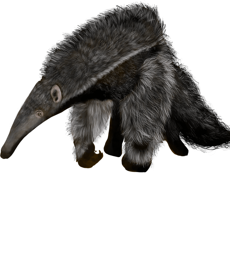 tapir