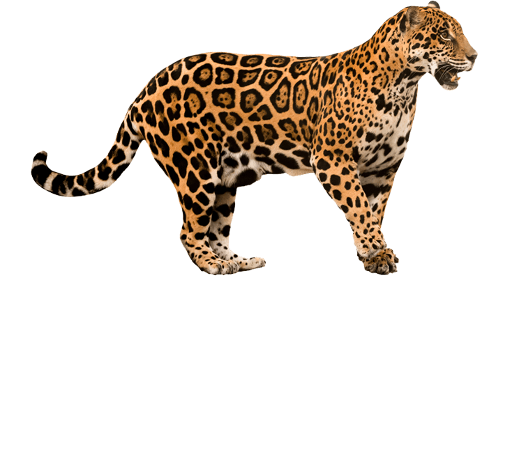 The Jaguar King